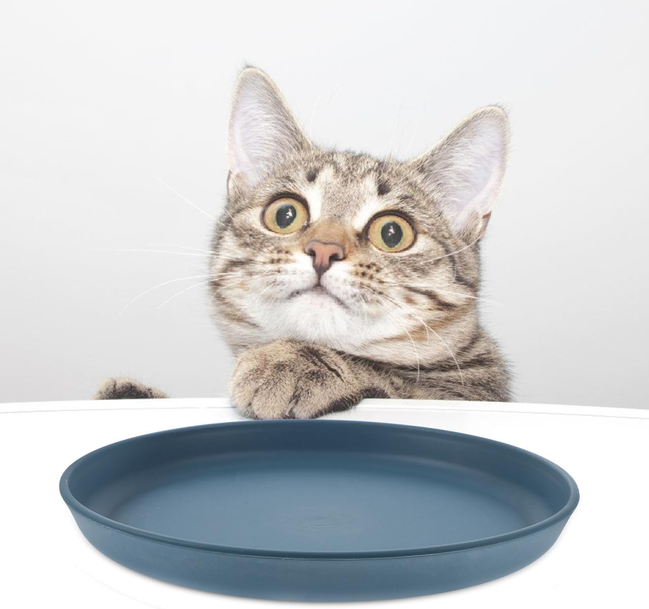 5Pcs Cat Bowls, Unbreakable Pet Feeding Dishes, Shallow Plates for Cats, Assorted Colors, Safe Food-Grade Material, 5.8 Inch Diameter image number 1