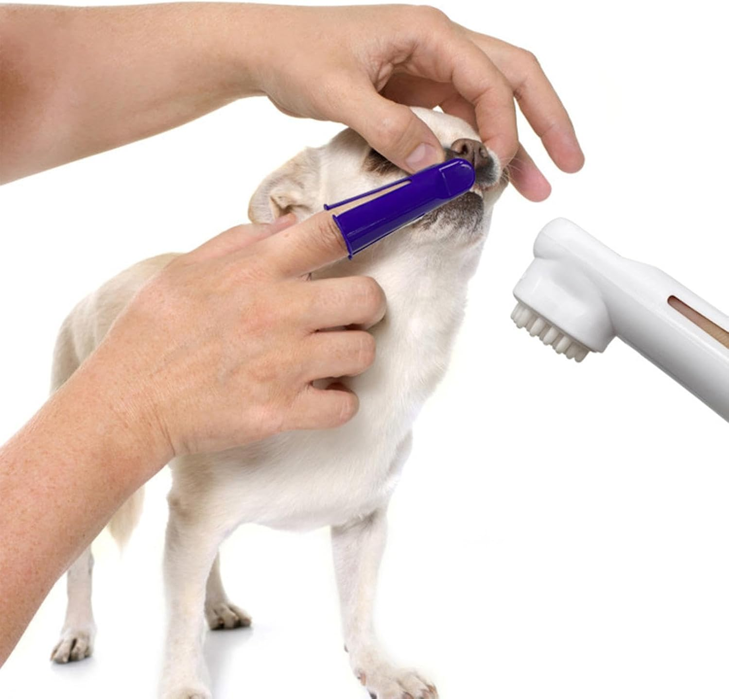 Toothbrush and Toothpaste Kit for Cat, Puppy, Kitten | Complete Small Dogs Teeth Care Set for Home, Store, Hospital, Shelter Helves - Vanilla image number 5