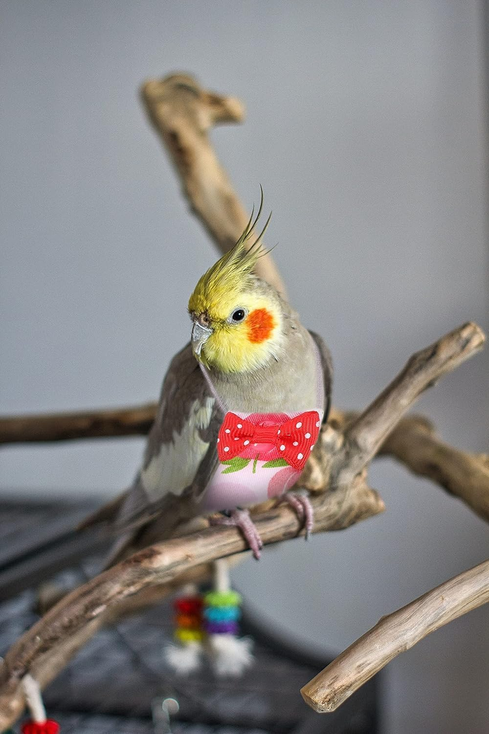 Bird Diaper Parrot Washable Diapers, Parrot Flight Suit, Parakeet Diaper Reusable Nappies for Parakeet Cockatiel Mini Macaw Budgie Canary 2 Pcs image number 3