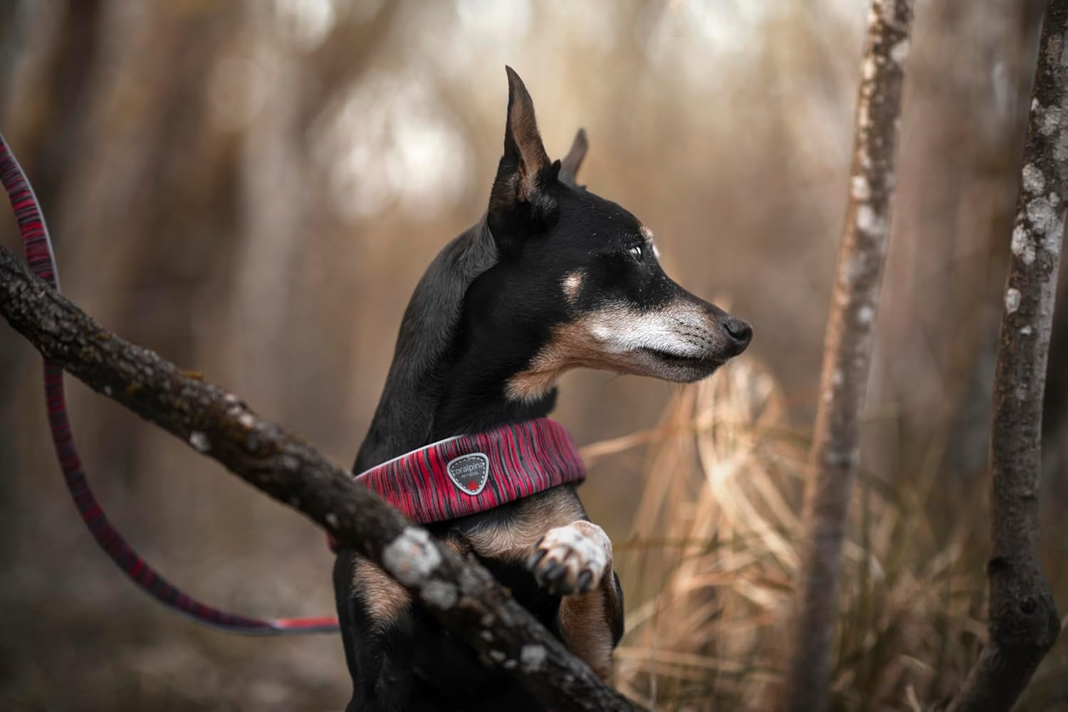 Coralpina - Powermix Harness for Small to Medium Dogs, Soft and Durable, Does Not Harm Hair or Hinder Movement, Yellow Melange, Size 6