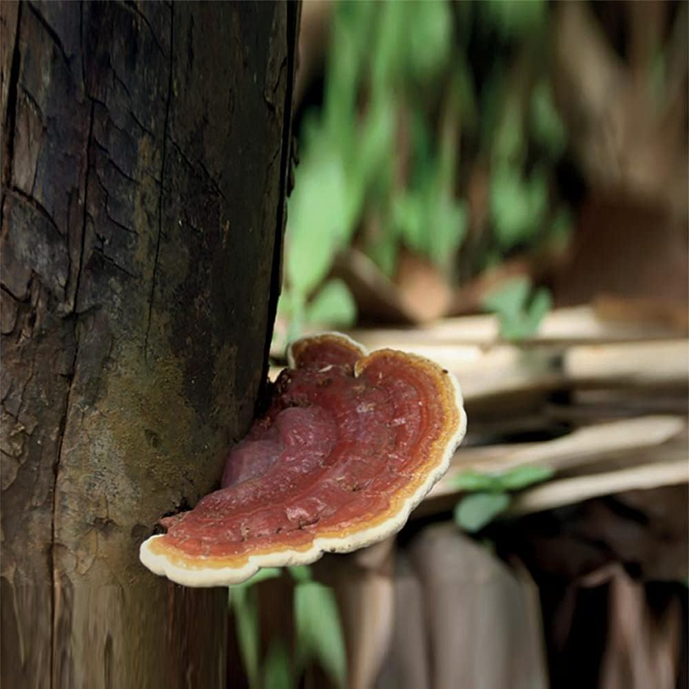 Innisfree Perfect 9 Repair Cream 60Ml/2.03 Oz image number 6