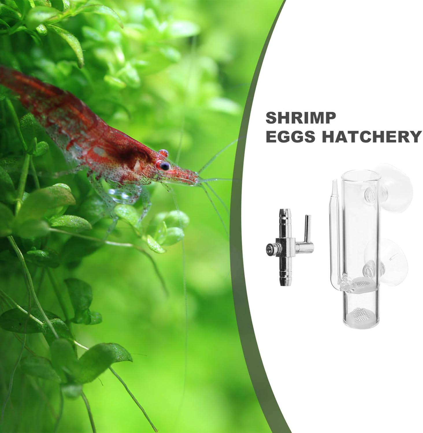 1Set Glass Shrimp Egg Incubator with Suction Cups Fish Breeding Holder and Hatching Box for Aquatic Pet Care and Shrimp Breeding image number 1