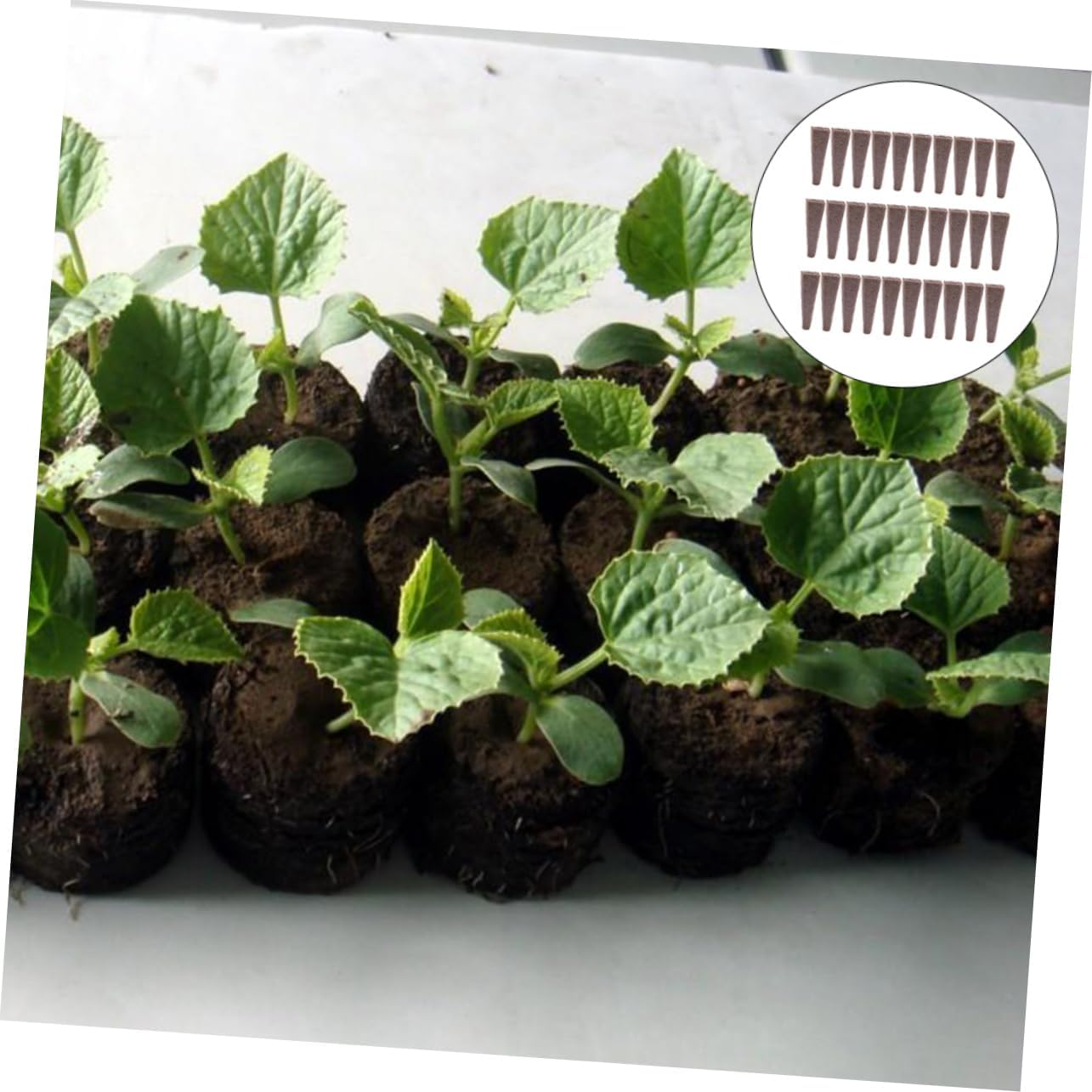 Toddmomy 50Pcs Nutrition Soil for Seedlings Bio Soil Block Compression Nature Nutrient Gardening Supplies Plant Root Cubes Seedling Potting Mix Seed Raising image number 5