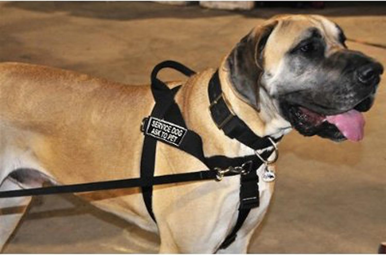 DT Universal No Pull Dog Harness, Service Dog Ask to Pet, Black, Large, Fits Girth Size: 31-Inch to 42-Inch image number 2