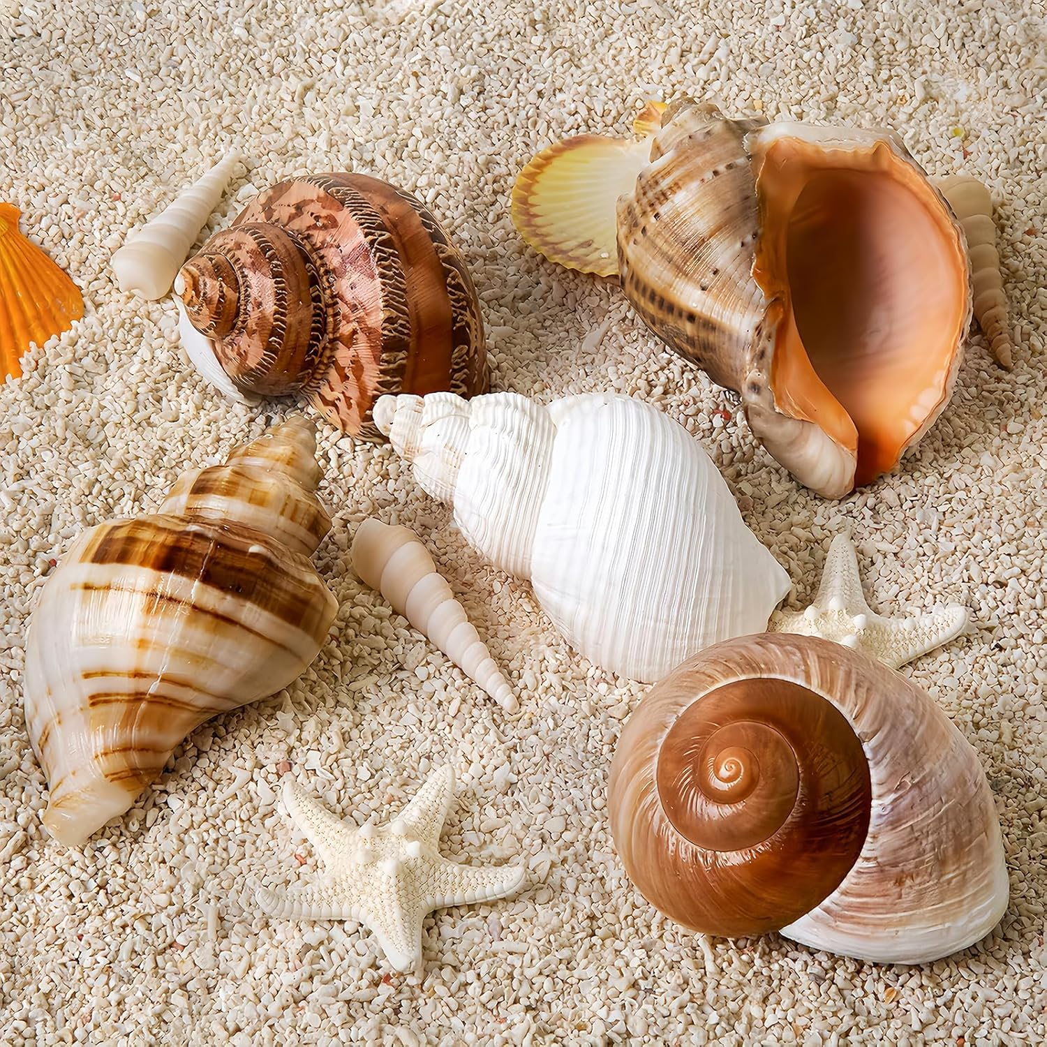 5PCS Large Hermit Crab Shells | Natural Sea Conch Size 2.8" - 3.9", Opening Size 1.5" - 2.5" | Turbo Seashells for Hermit Crab Supplies and Beach Decoration Large Sea Shell image number 2