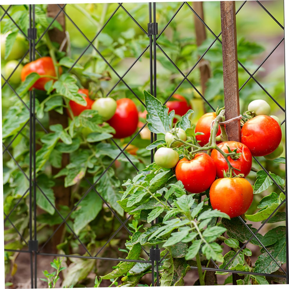 Gogogmee 2Pcs Gardening Support Bracket Iron Garden Trellis for Climbing Plants Tomatoes Cages for Garden Supplies Plant Trellis for Herb and Pot