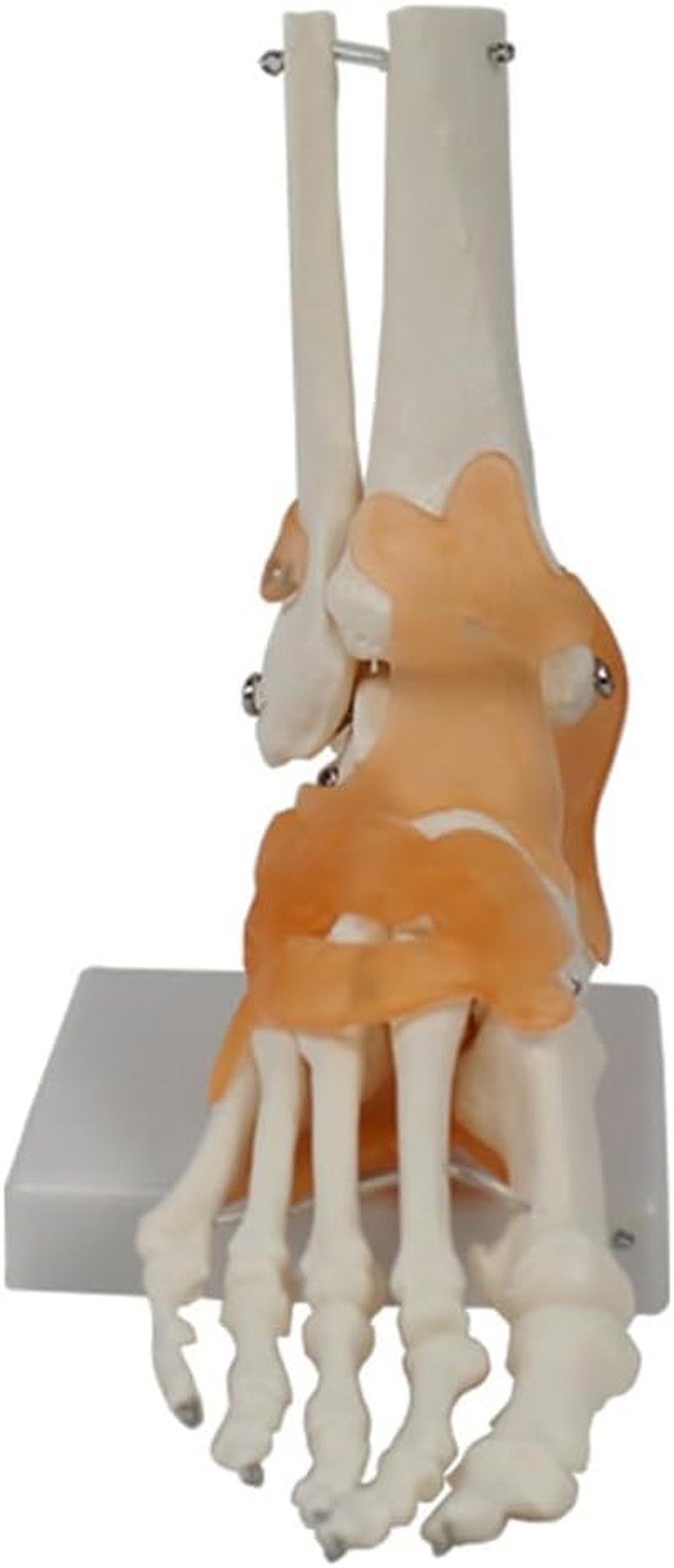 Aribrnten Foot Joint Model with Ligaments Human Anatomy Model, Life Size, as Shown PVC 1 Piece image number 4