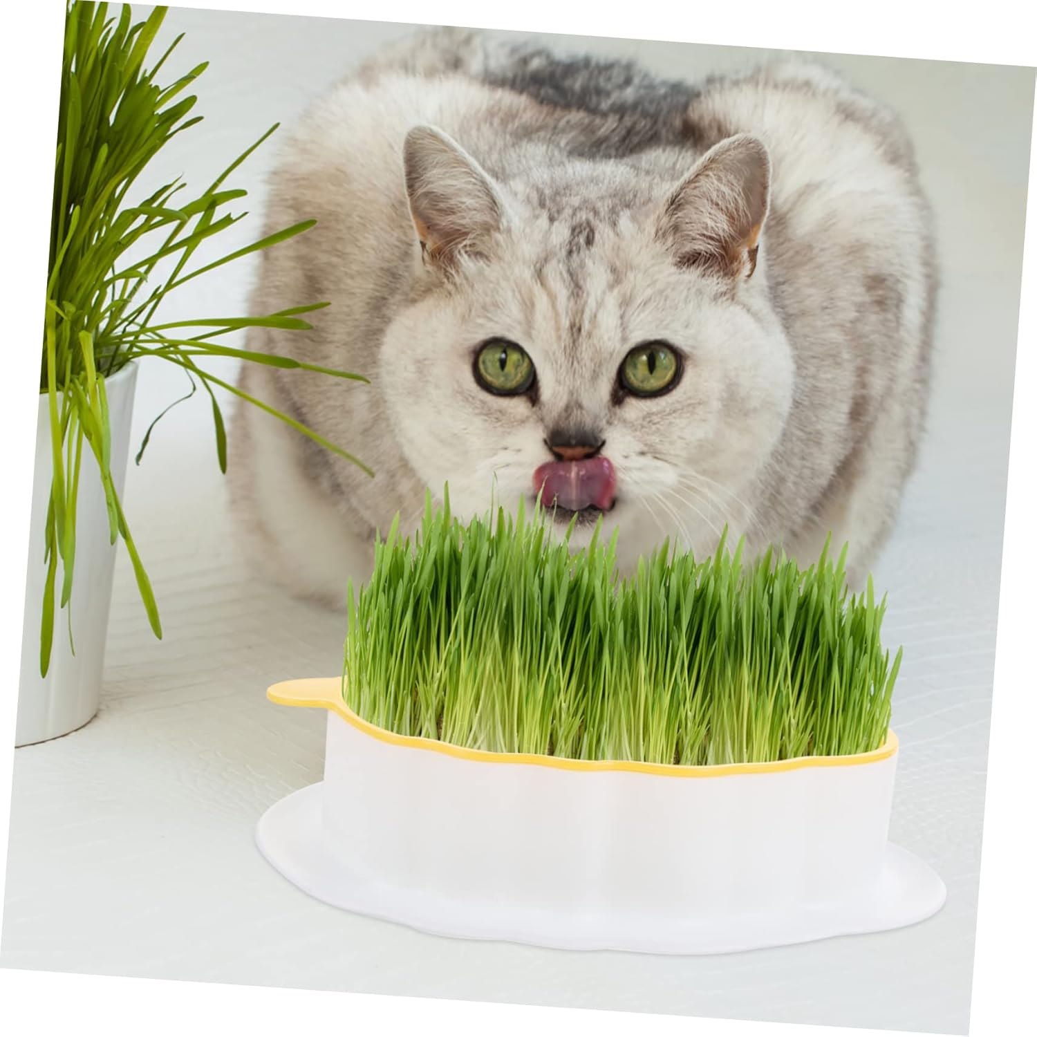 Ipetboom 3Pcs Catnip Soilless Planting Box for Household Cats Convenient Hydroponic Cat Grass Box for Indoor Gardening Supplies image number 6