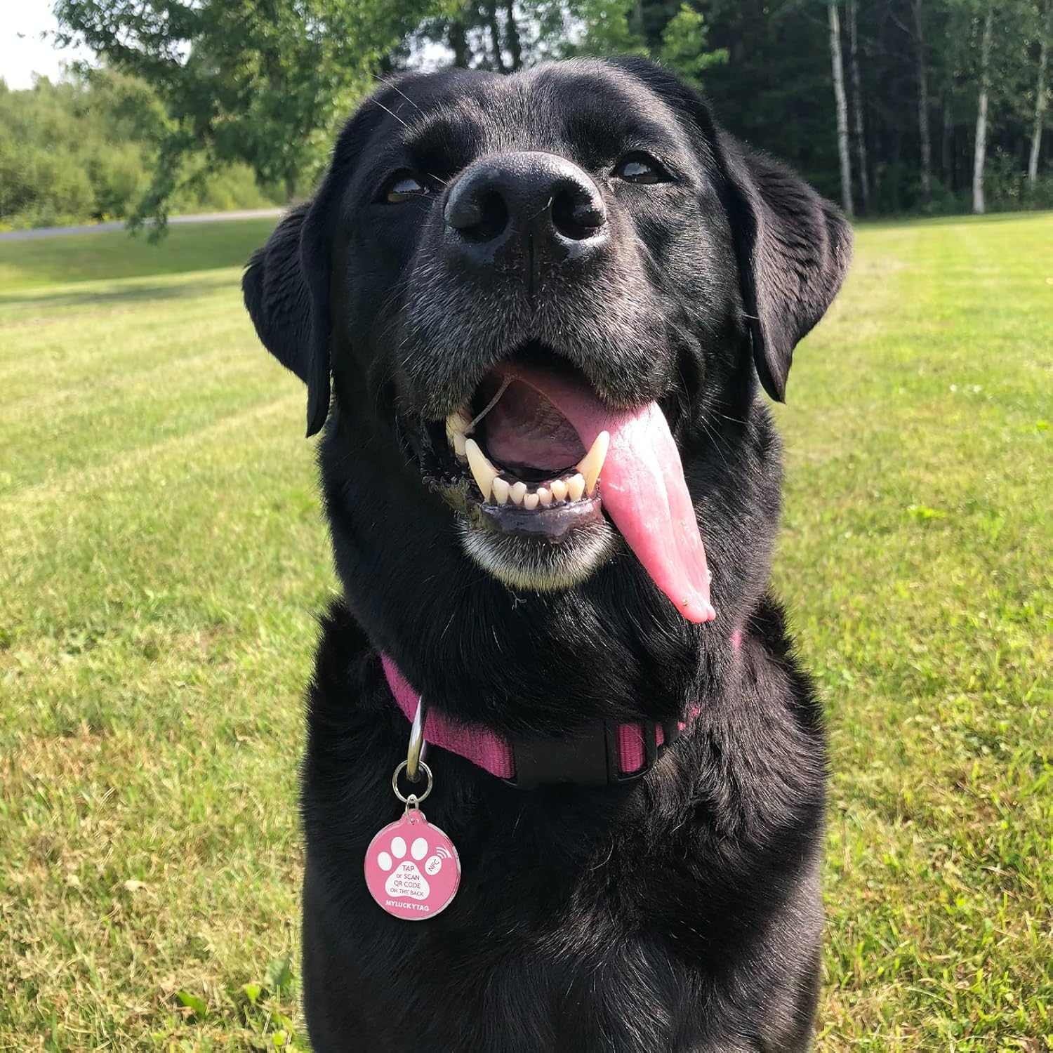 MYLUCKYTAG NFC & QR Code Smart Pet ID Tag Personalized Dog Cat Tag, Online Pet Profile, Pet Location Alert Email image number 2