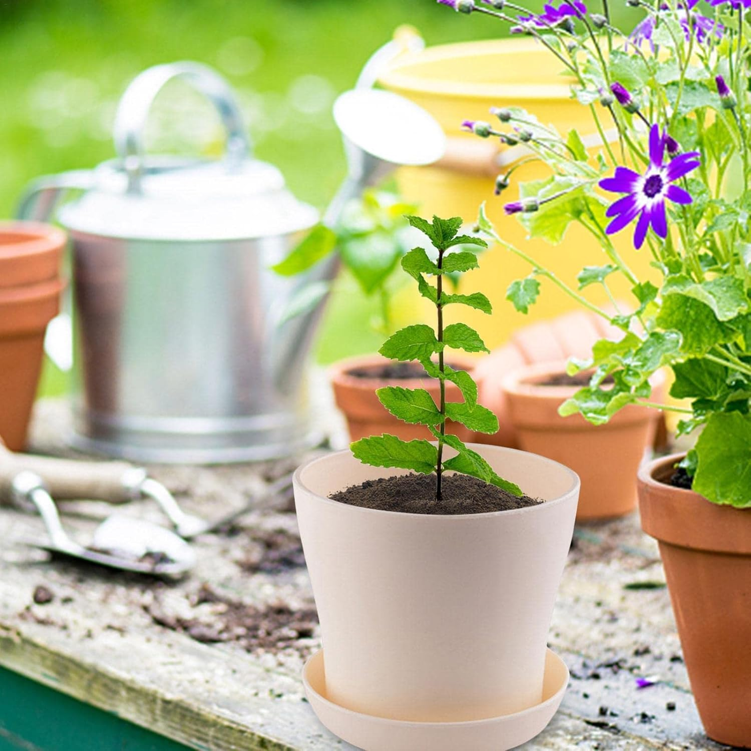 Mini Bonsai Herbs Growing Kit, Indoor Herb Plant Planting Kit, Novice Gardening Growth Kit, Indoor Plant Growing Starter Kit, DIY Kitchen Grow Kit for Women & Men image number 4