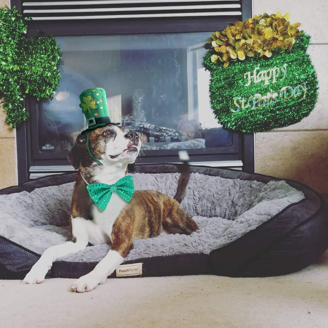 St Patricks Day Dog Costume - St. Patty'S Day Doggie Headband and Green Bow Tie Kit image number 5