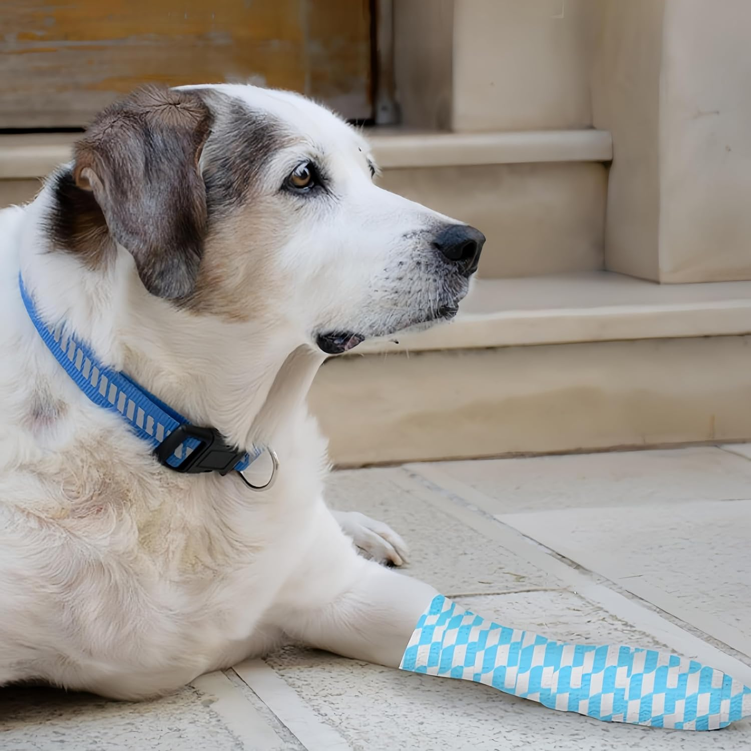 10Pcs Pet Dog Out of the Anti-Dirty Leg-Binding Tape Self-Adhesive Cloth Belt, Walking Dog Foot Protection Cloth Belt，Suitable for Cats and Dogs image number 1