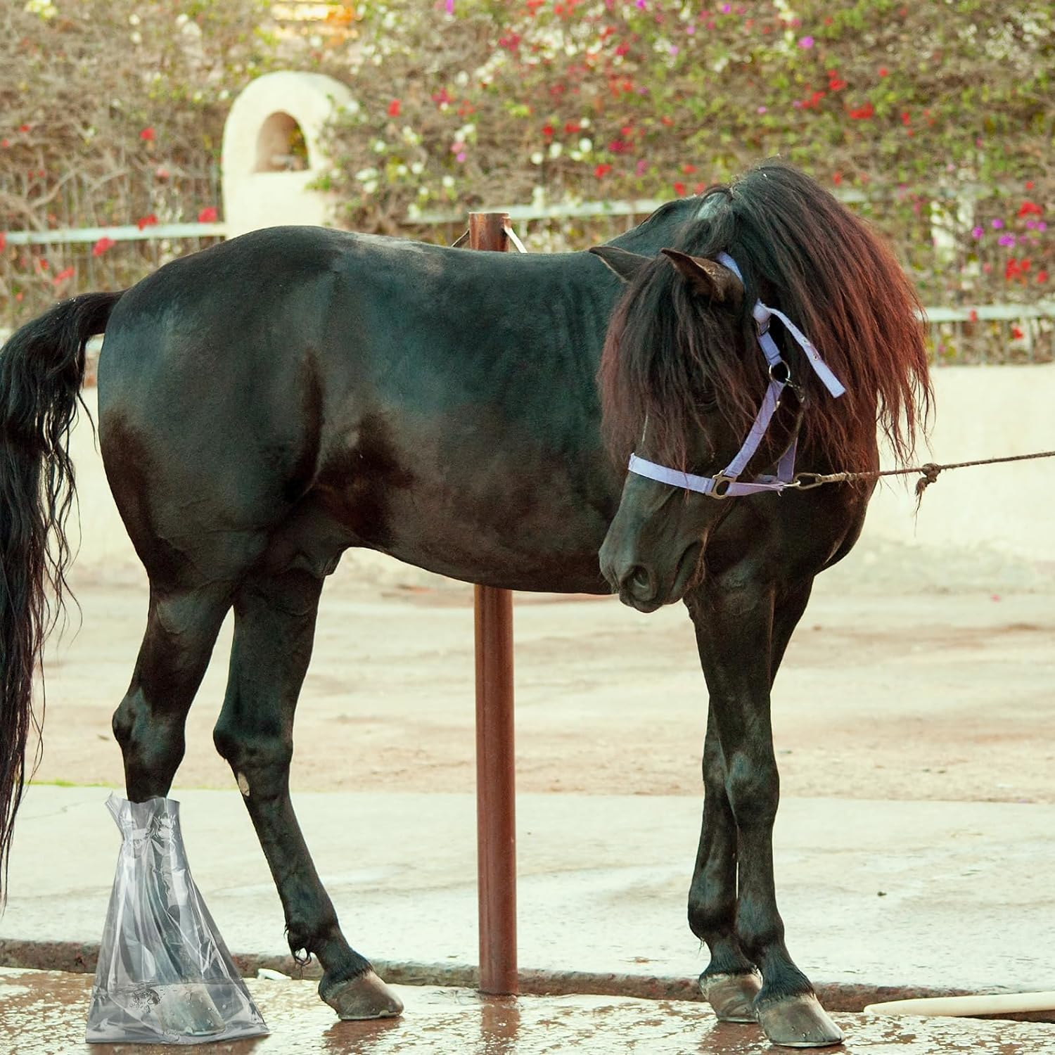 20 Pcs Disposable Soak Boot Hoof Soaking Bag Hoof Boots for Horses with 1 Roll of Adhesive Tape for Thrush Bacterial Infection Treating Hooves Care Liquid Treatment Equine Donkey Draft image number 2