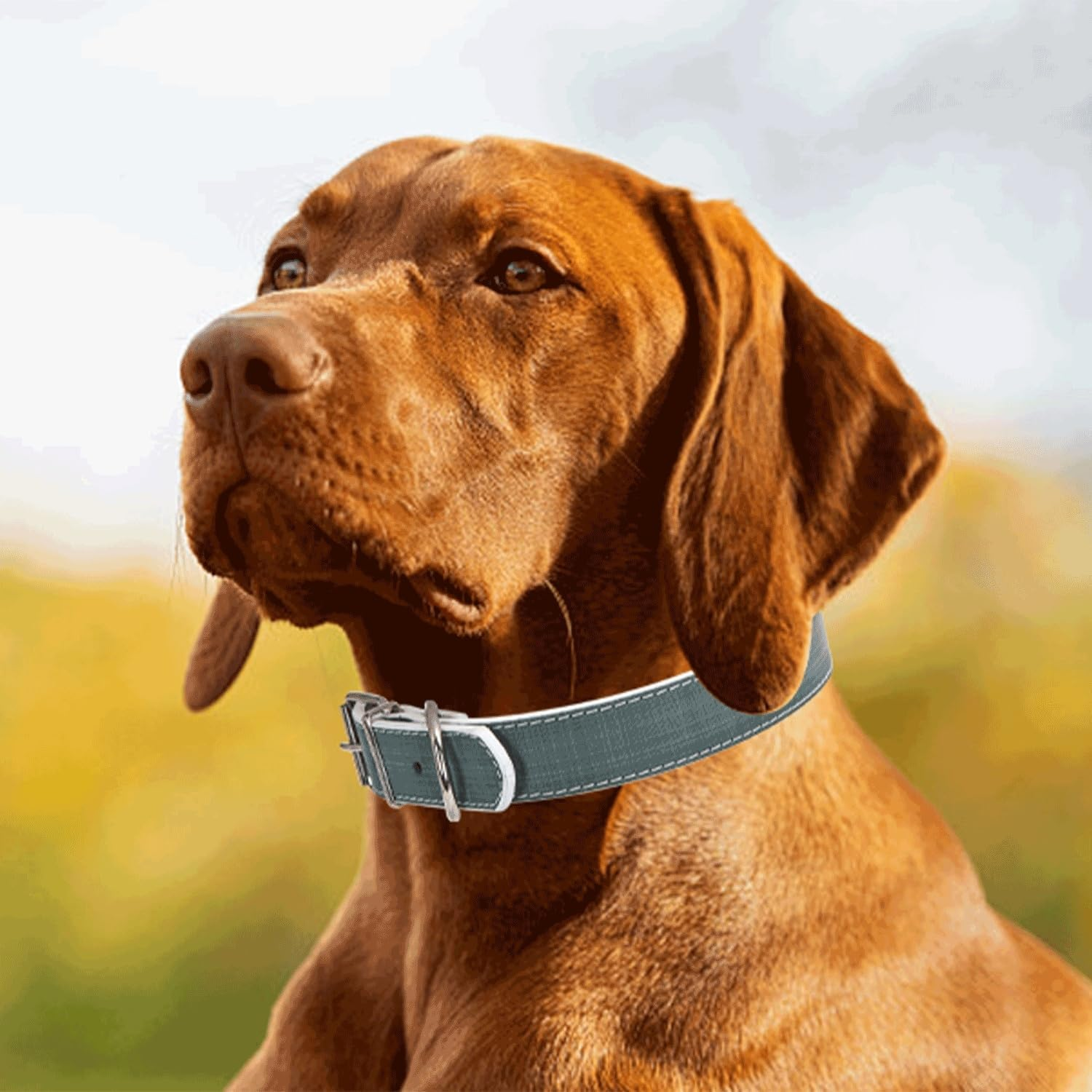 Strong PU Leather Dog Collar, Adjustable and Durable; Ideal for Walking and Pet Training.