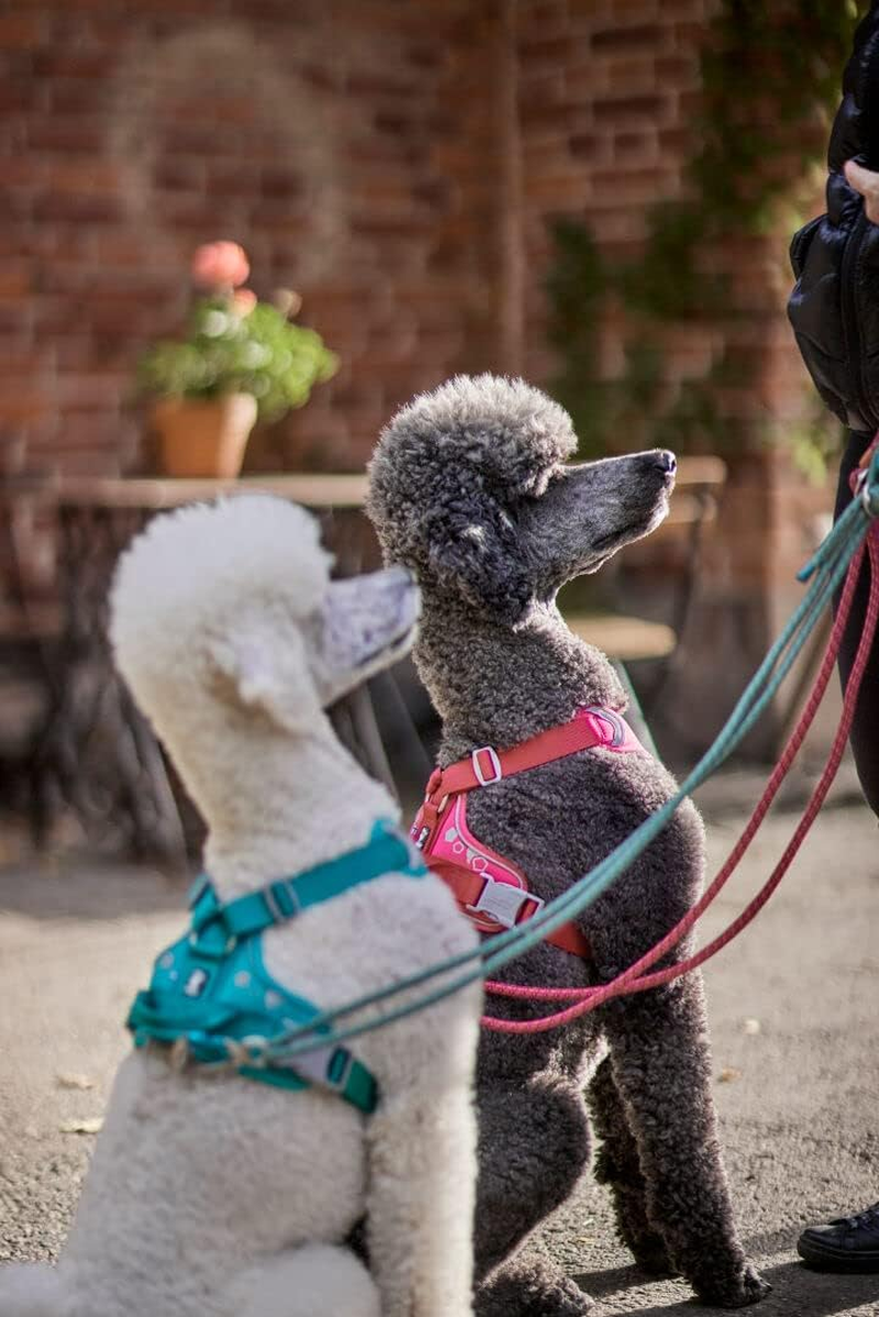 Hurtta Weekend Warrior Dog Harness for Medium Dogs, Peacock Turquoise, 45-60 Cm image number 4