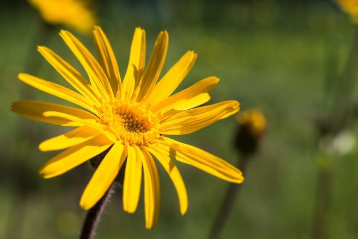 Weleda Recuperating Bath Milk with Arnica 200Ml