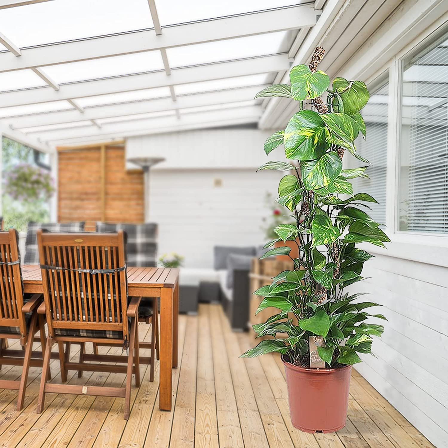 Moss Pole Plant Stakes Support 25 Inch Coco Coir Pole for Plants Monstera Indoor Plants Climbing Plants Growth Pack of 2 (Moss) image number 3