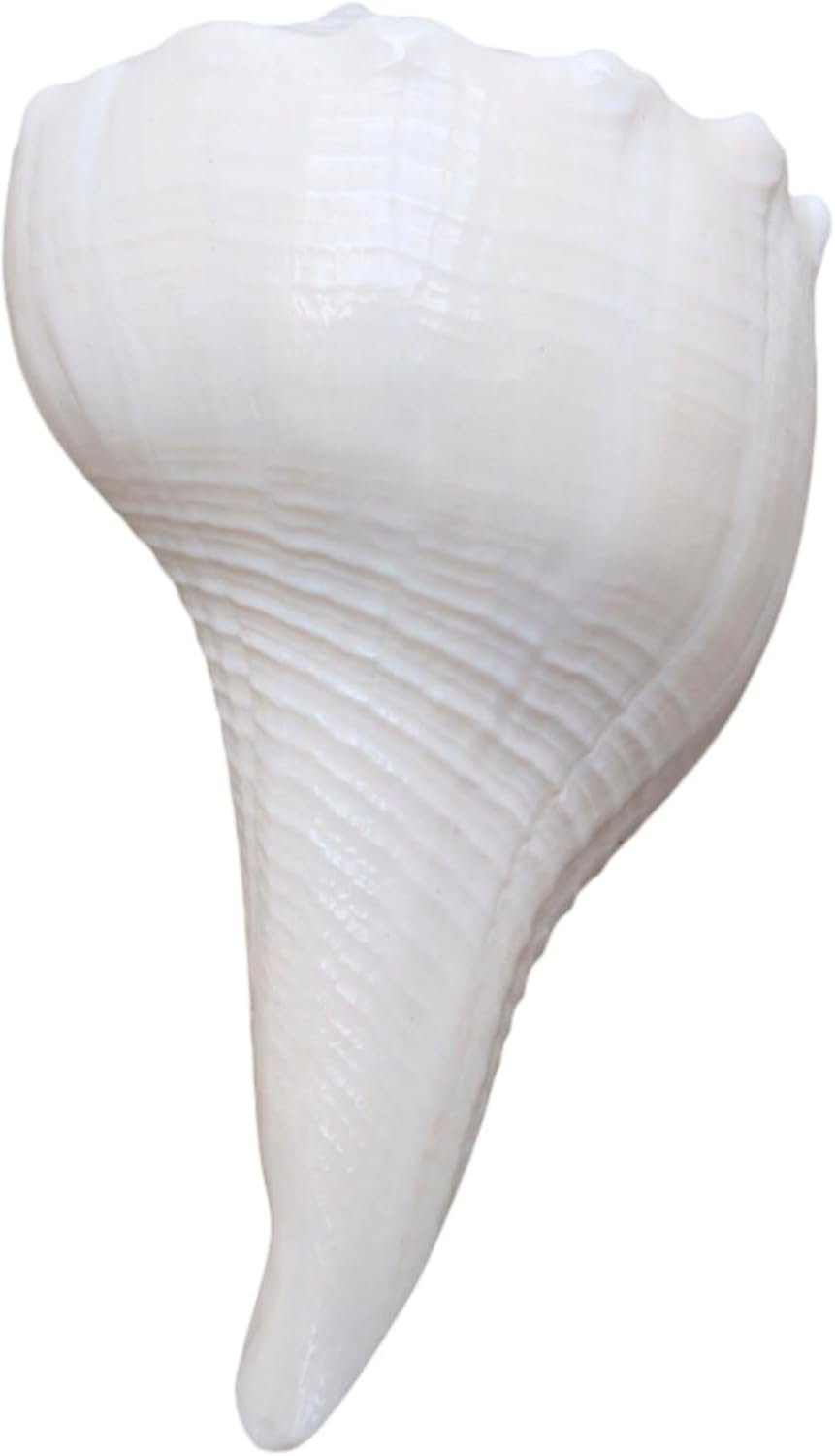 Dakshinavarti Shankh 2"Inch &ndash; Rare Right-Handed Valampuri Conch | White Lakshmi Shankh for Pooja, Abhishek, Vastu | Natural Hindu Religious Shell for Worship & Gifting &ndash; Small Size image number 6
