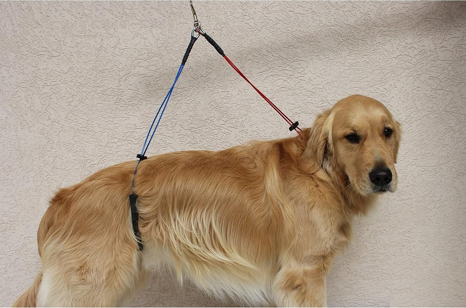 No Sit Haunch Holder Dog Grooming Restraint Restraint for Small-Medium Dogs (Small-Medium: 17" and 21") by Downtown Pet Supply image number 2