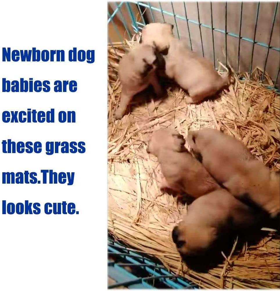 PINVNBY Natural Grass Woven Mat Small Animal Bedding Nest Guinea Pig Chew Toy for Parrot Rabbit Bunny Hamster Rat 6 PCS image number 2