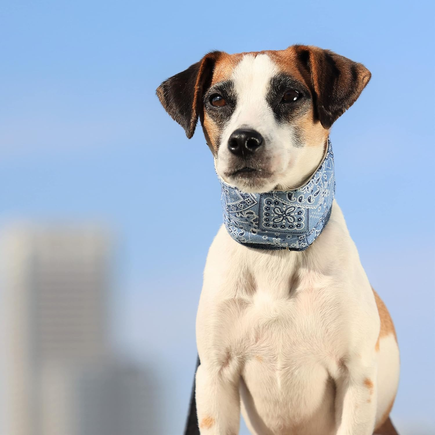 Dog and Life Cool Neck Band EX (With Soft Ice Pack), Blue, Dog, L Size image number 4