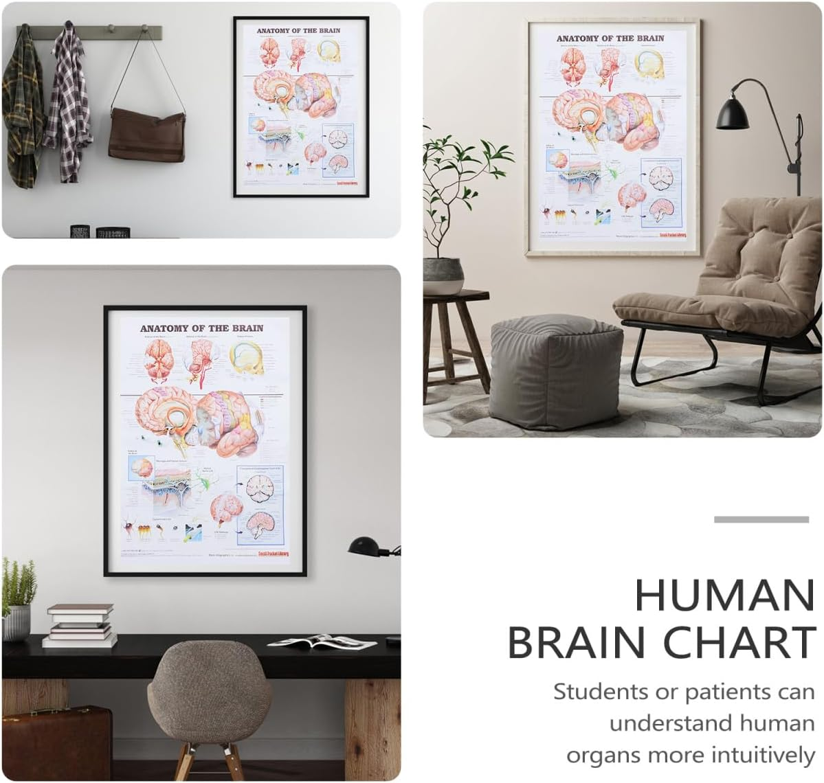 Healvian Anatomical Poster of Human Brain Anatomy Chart Educational Medical Poster for Laboratories Schools and Classrooms High-Grade Material for Long-Lasting Use image number 1