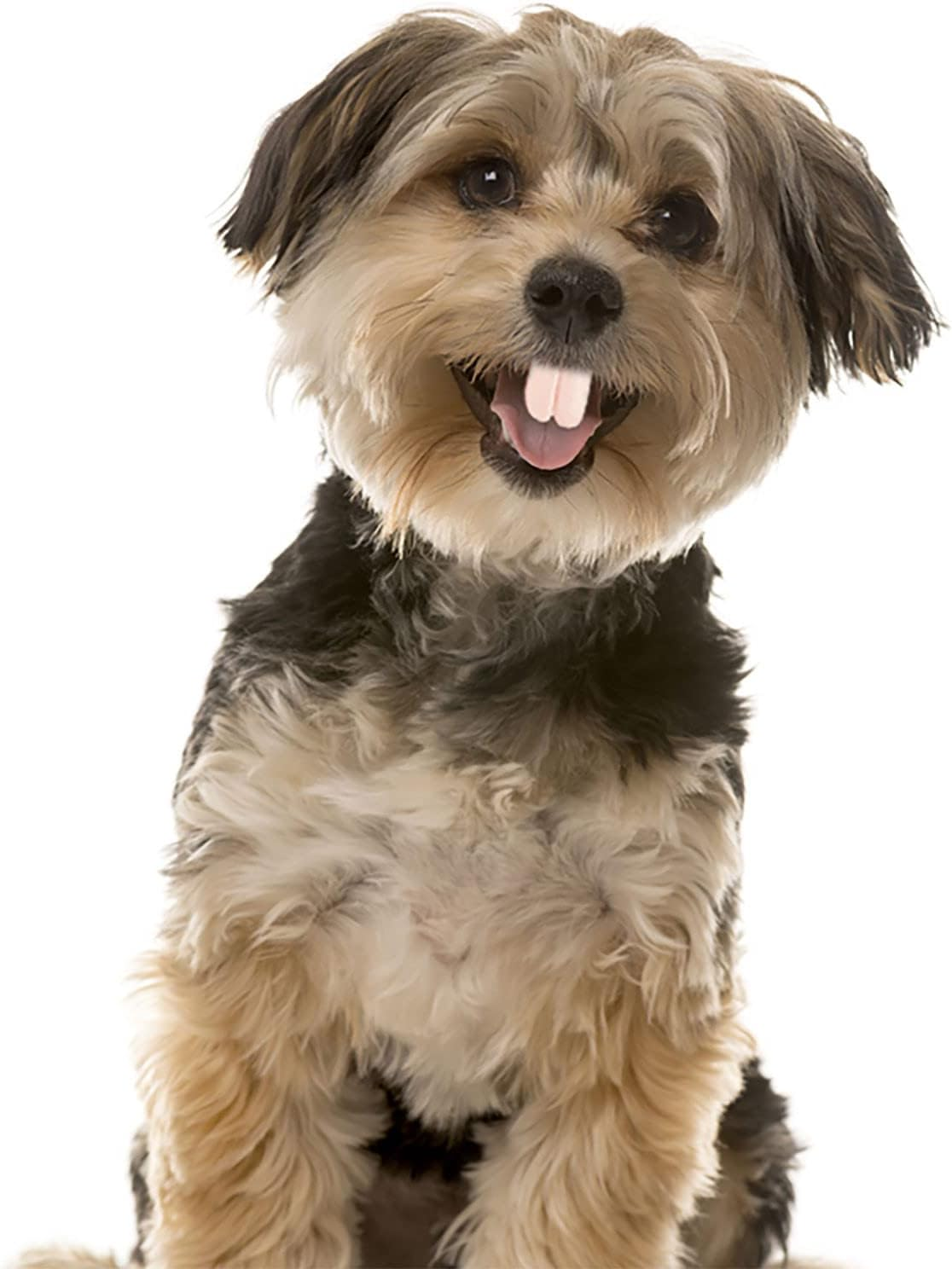 DPWOUM 1Pc White Fake Teeth Fake Teeth for Dogs,Dog Toys,Funny Dog Teeth Braces, Dog Christmas Costume Suitable Dog Chew Toys Pet Supplies image number 4