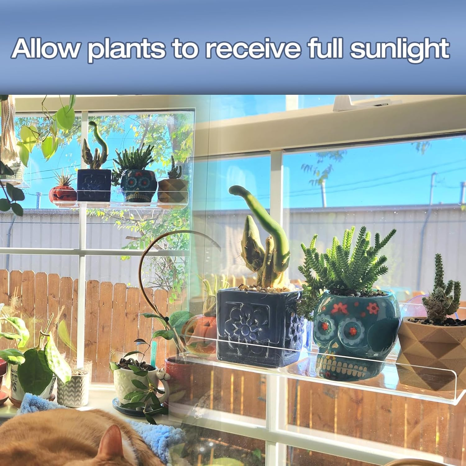 2-Pack 12 Inch Window Plant Shelves - Acrylic Suction Cup Sill Extender for Succulents, Herb Planters, Micro Greens, Bathroom Organizer, Display Stand & Cosmetics Storage | Space-Saving image number 6