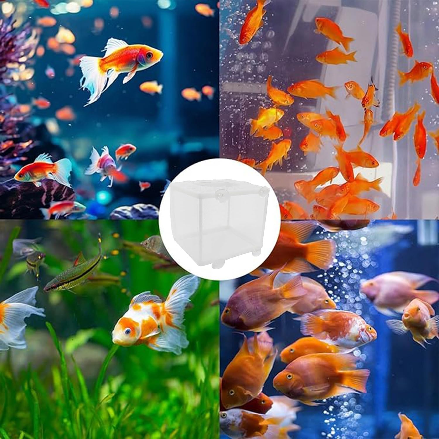 Roczential Fish Breeder Box, Fish Isolation Box Mesh Box, Juvenile Fish Separation Net, Isolating, or Domesticating Fitank Incubator Box, Fish Fry Hatchery with Suction Cups (Large) image number 5