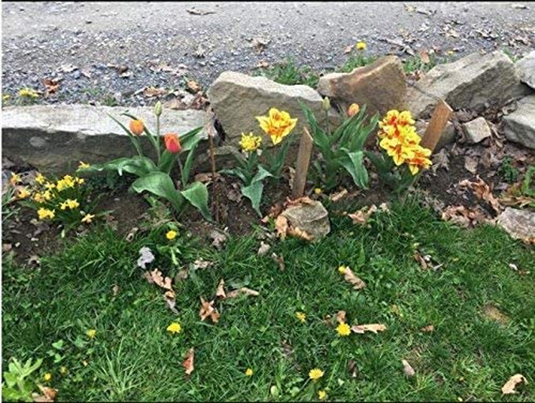 Skycabin Heavy Duty Garden Netting Black anti Bird Protection Net Mesh 1.2CM Size 1MX5M Protect Crops Plants Flowers Vegetables Fruit Trees from Rodents Birds Deer Reusable Fencing image number 2