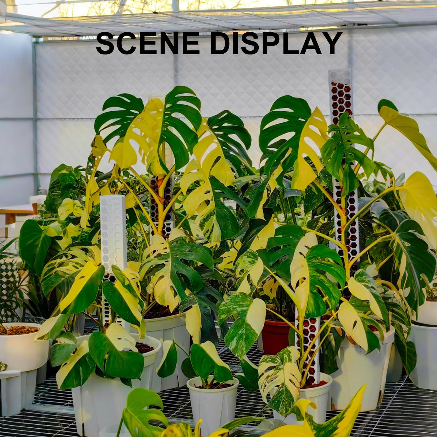 Haispring 6 Pcs 17 Inch Plastic Moss Pole for Plants Monstera,Designed Specifically for Climbing Plants, Stackable Plant Support for Indoor Plants - 4, Black image number 5