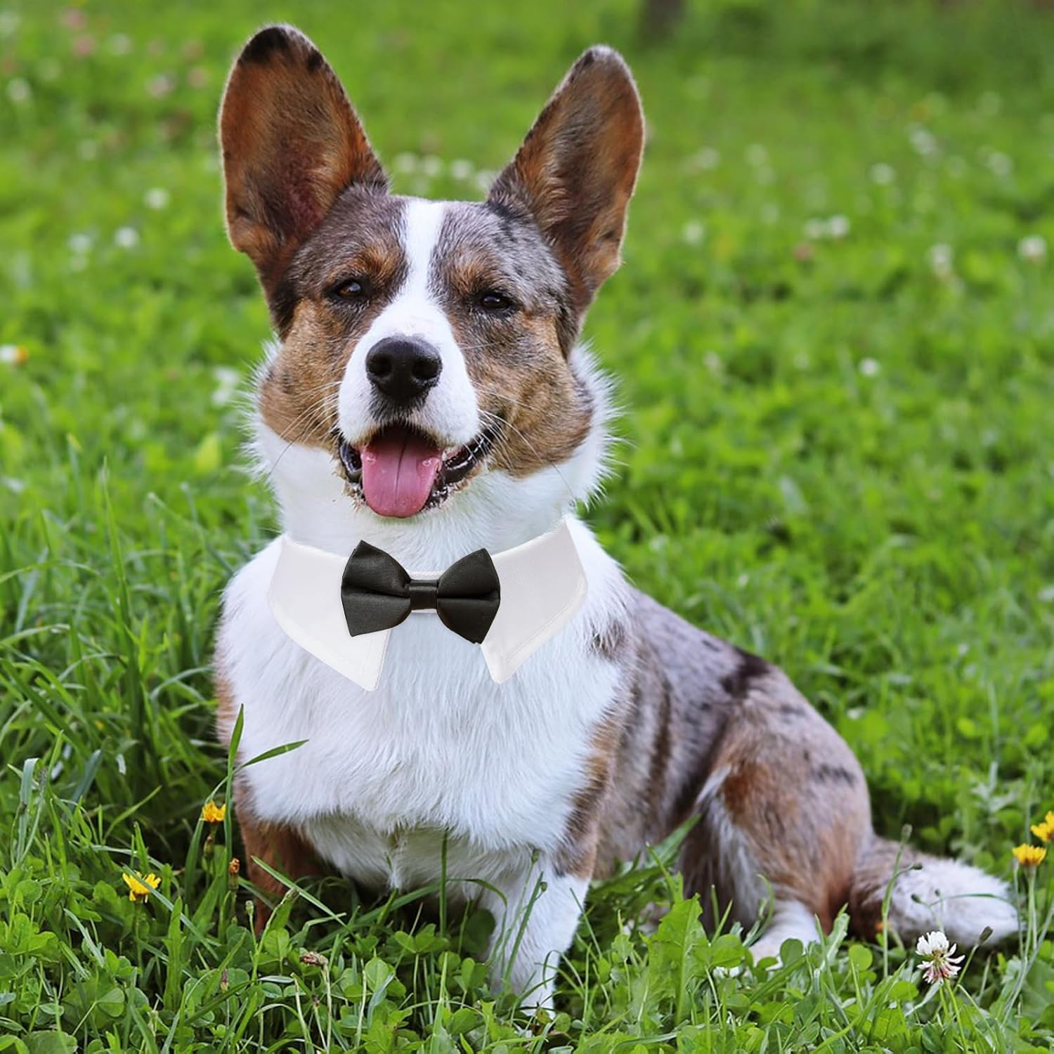 Dog Bowtie, KOOLMOX Tux Dog Collar for Weddings with Handcrafted Adjustable White Collar and Black Tie, Classic Neck Tie for Small to Medium Dogs Cats Puppies Valentine'S Costumes image number 4
