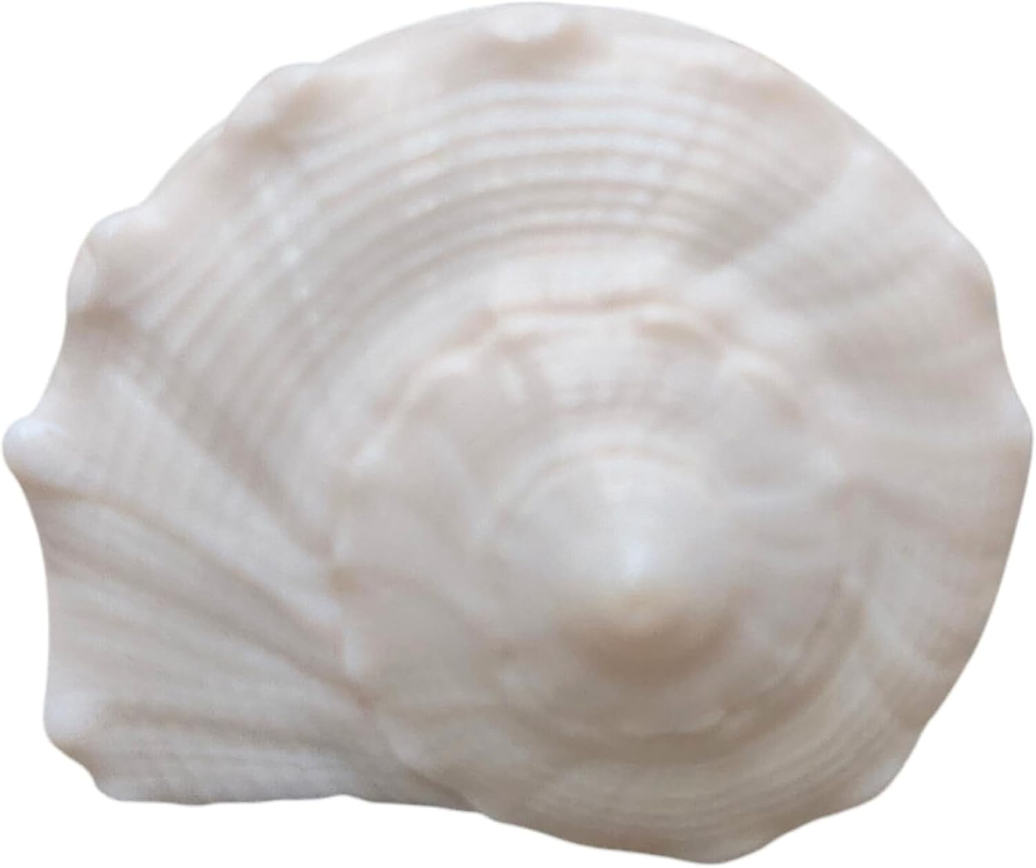 Dakshinavarti Shankh 2"Inch &ndash; Rare Right-Handed Valampuri Conch | White Lakshmi Shankh for Pooja, Abhishek, Vastu | Natural Hindu Religious Shell for Worship & Gifting &ndash; Small Size