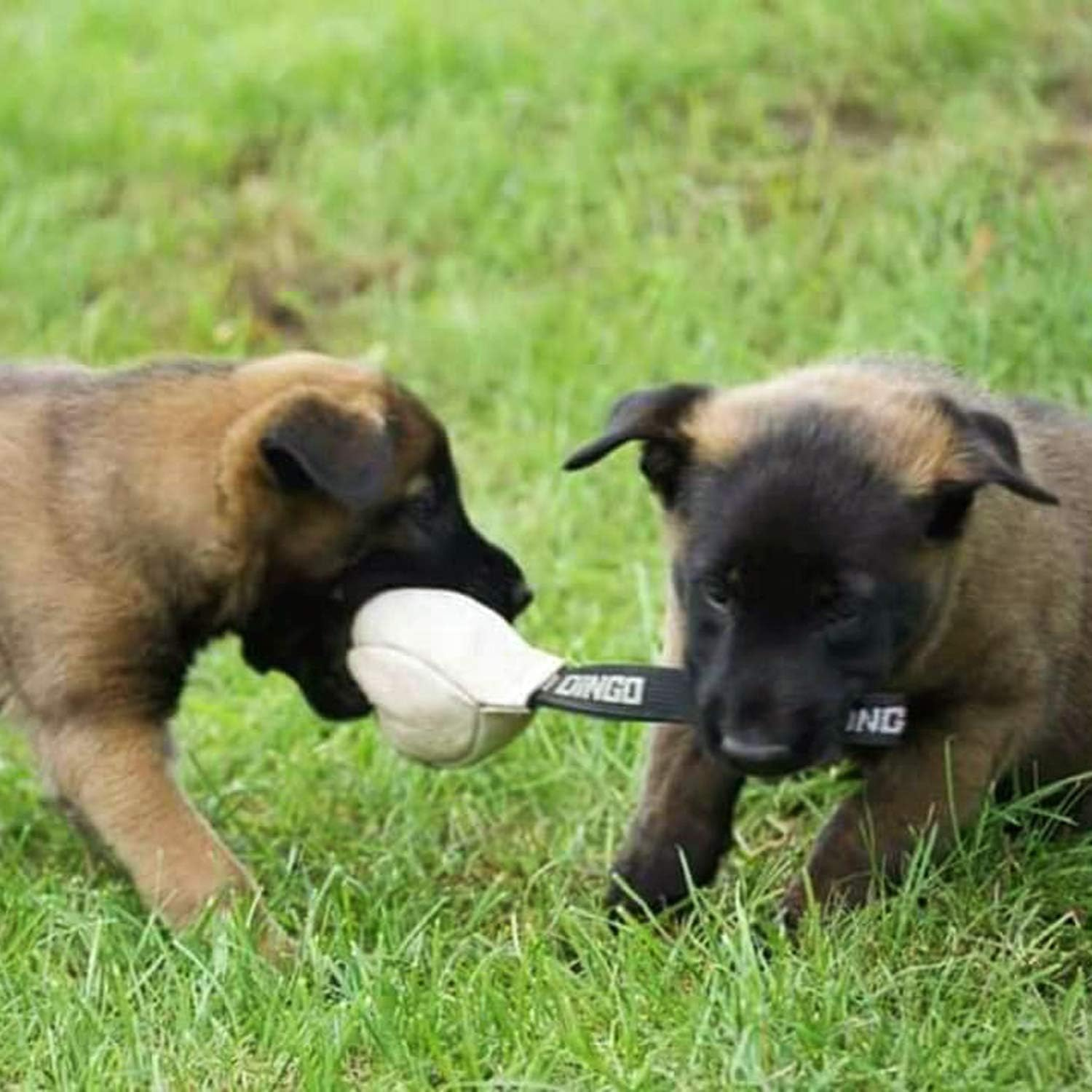 Dingo Gear Soft Genuine Leather Ball with a Handle for the Bite Training, &Oslash; 8 Cm Retrieve and Reward Dog Toy S02784, Random image number 1