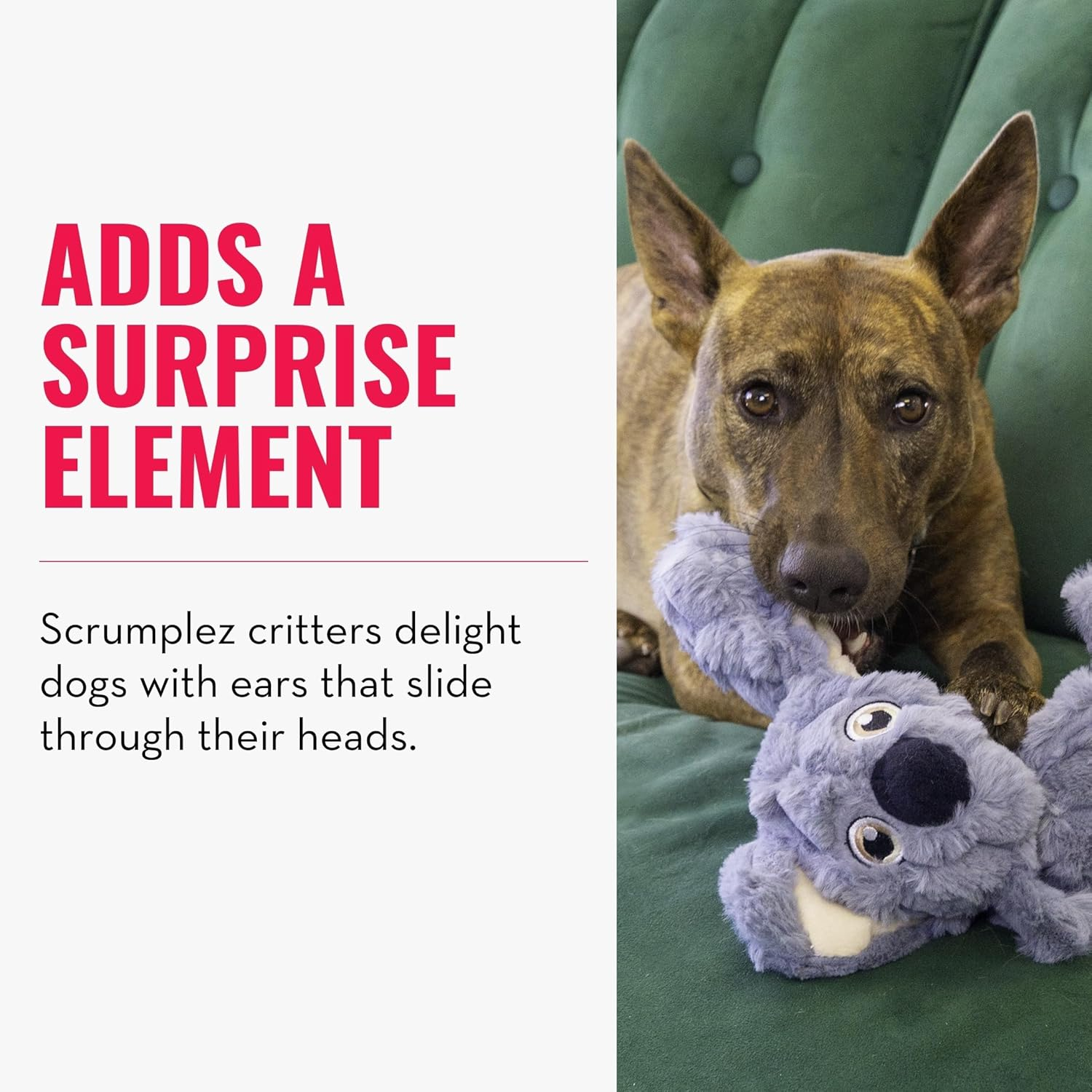 KONG - Scrumplez Koala - Indoor Cuddle Squeaky Plush Dog Toy - for Medium Dogs image number 2