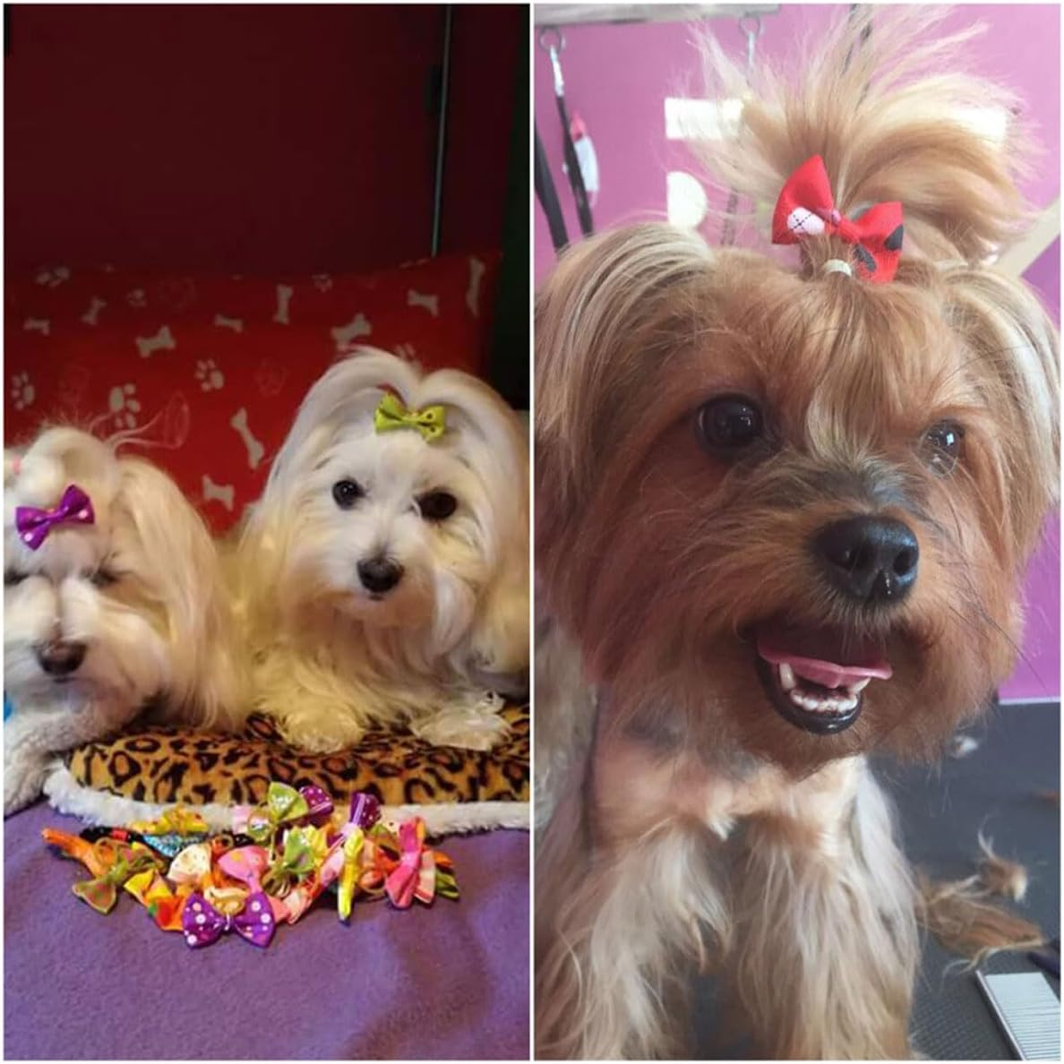 LEEQ Dog Hair Bows - Pet Bowknot Hair Rope with Elastic Band, Pet Dog Hair Bow Accessories for Long Hair Pet Dogs Cats Puppies Random Colour (30 Pieces) image number 4