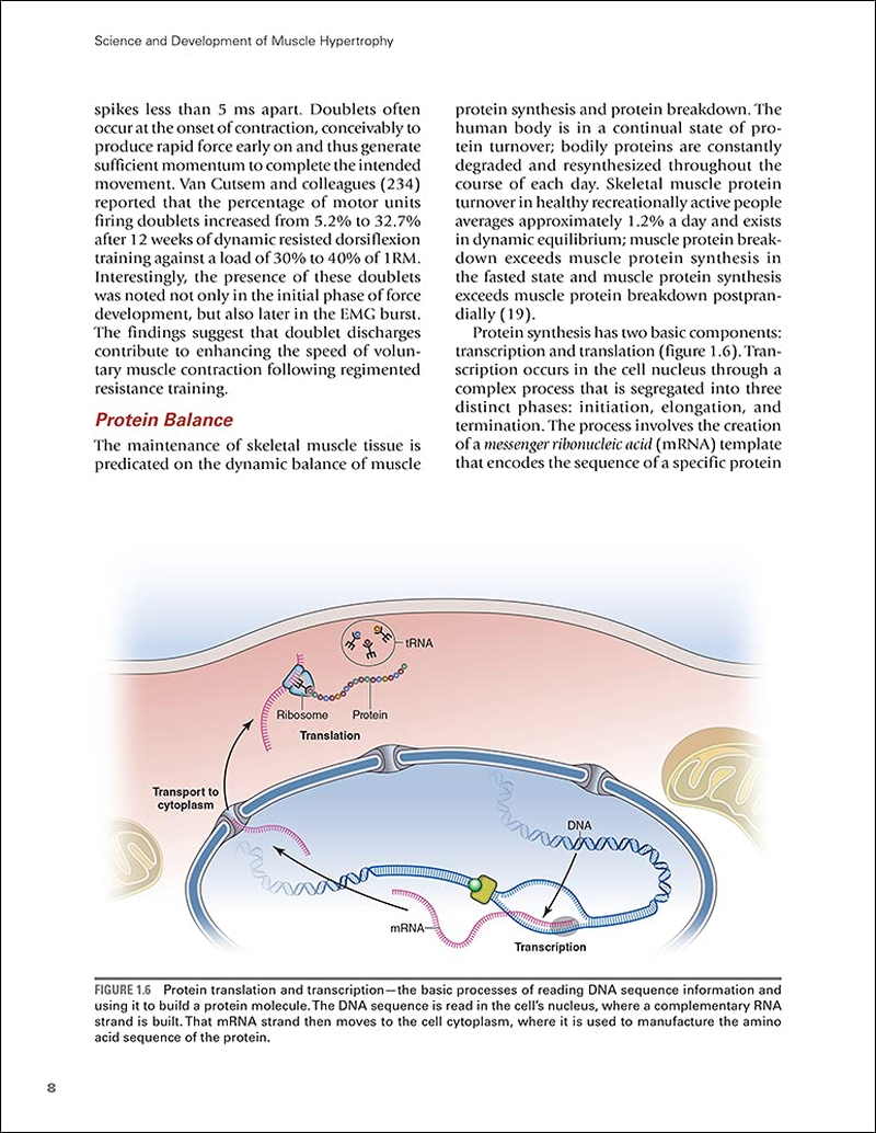 Science and Development of Muscle Hypertrophy image number 4