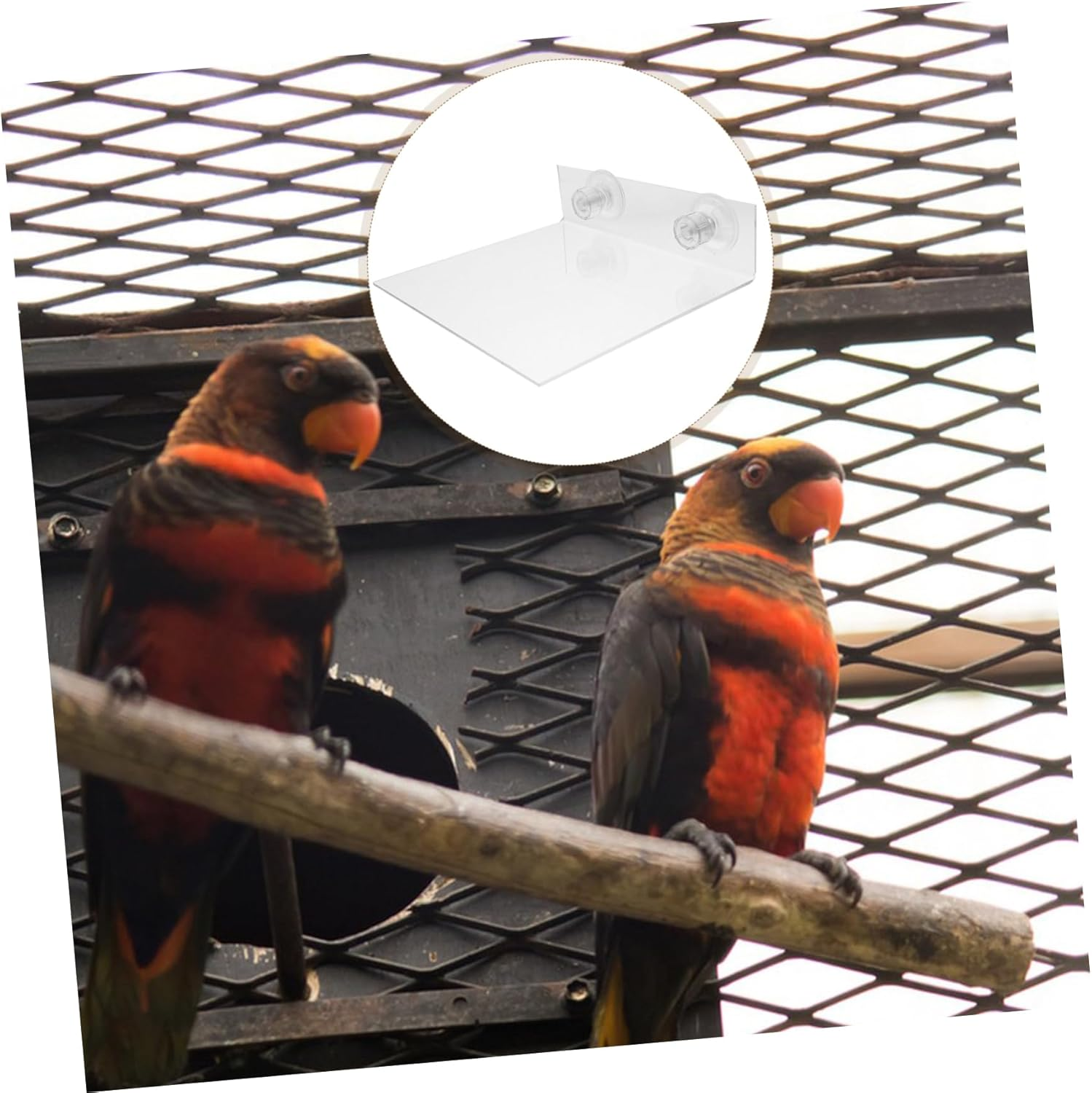 Parrot Wall Standing Platform Bird Platform Suction Cup Bird Perch Stand Training Playground image number 6