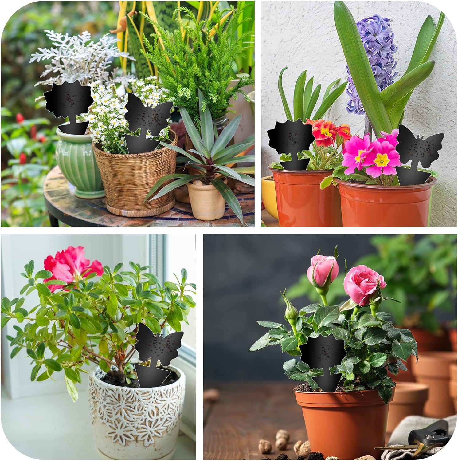 Fruit Fly Traps, 60 Pack Black Sticky Traps, Fungus Gnat Traps, Plant Fly Stickers for Indoor and Outdoor Use Protect the Plant image number 4