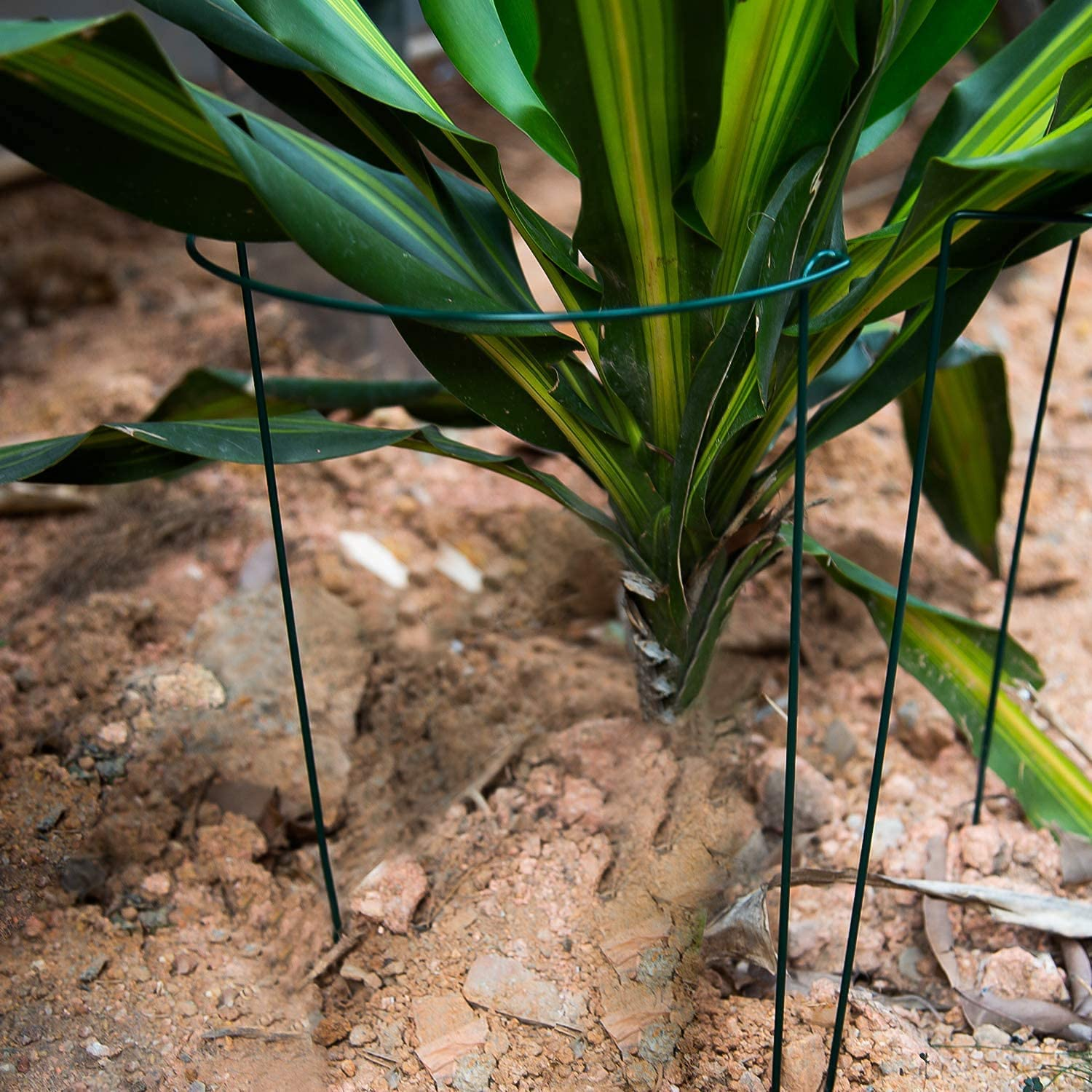 AIEX Plant Support Stakes Metal Garden Stem Support Stake Plant Cage (4Pcs)