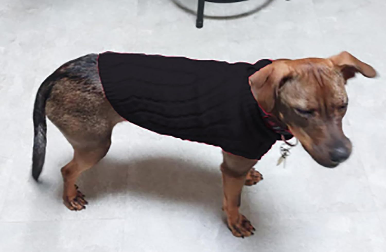 Dog Sweaters for Medium Small Dogs, Cat Sweater Dog Clothing Dog Jumper Puppy Turtleneck Knitted Dog Outfit Pet Twist Striped Vest Cute Warm Winter Clothes for Chihuahua, Dachshund (Black, Large) image number 5