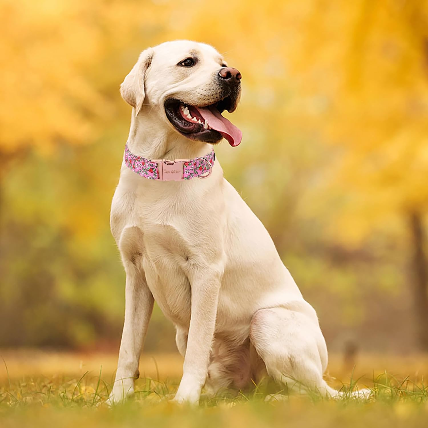 Unique Style Paws Summer Pink Strawberry Dog Collar Harnesses Collars & Leads for Collar Dog Wide Bow Tie Chain Dog Collar Pull Collar Gifts for Small Medium Large Dogs XS