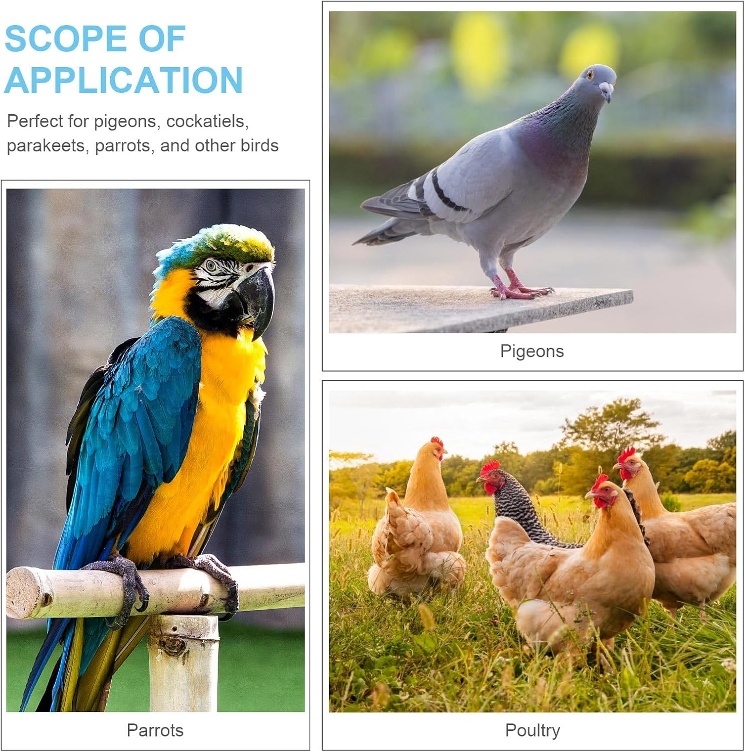 Kisangel Pigeon Foot Rings Bird Leg Bands 100Pcs Plastic Identification Rings for Pigeons Parakeets Cockatiels and Small Birds Bird Supplies image number 3