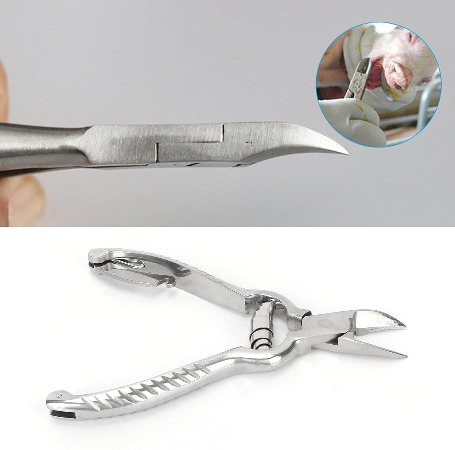 Piglet Teeth Cutter, 14Cm/ 5.5In Premium Stainless Steel Pig Tooth Nipper Teeth Clipper for Home, Farm image number 5