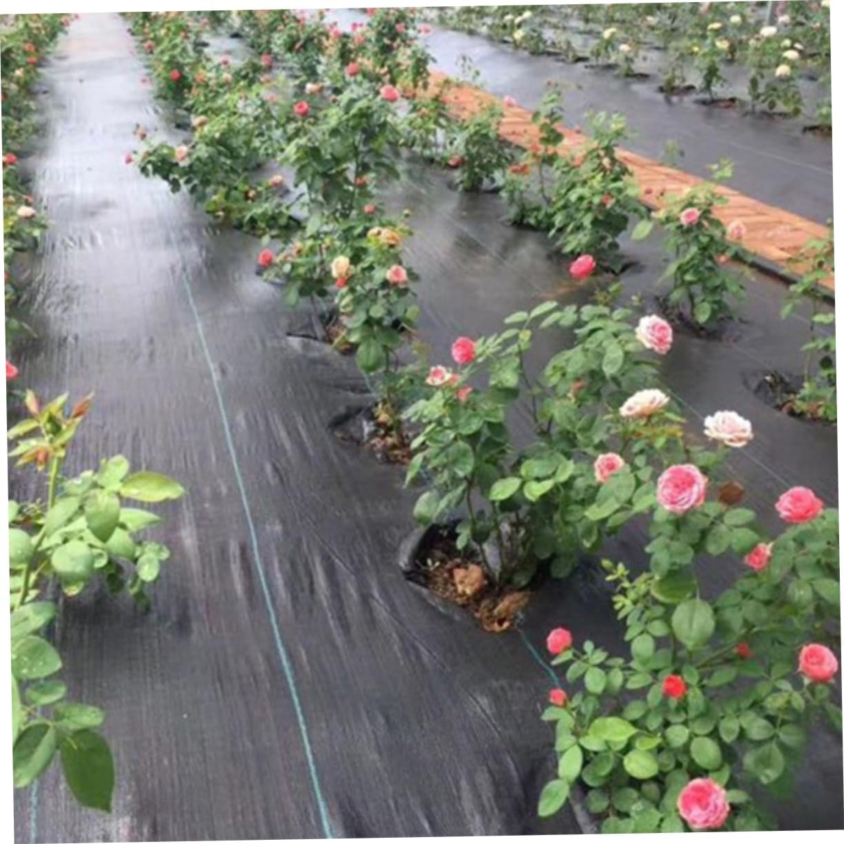 Yardenfun 2 Pack Landscape Fabric Control Ground Cover for Gardening Landscaping Grass Mulch image number 4