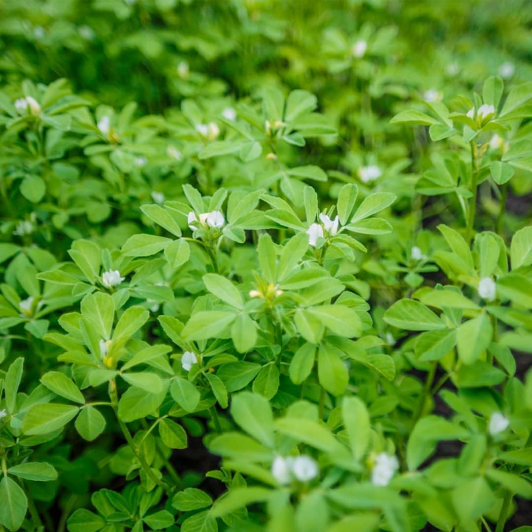 SVATV Fenugreek Seed Powder (Trigonella Foenum-Graecum) - 227G, 0.5 Lbs, 8 Ounces image number 1