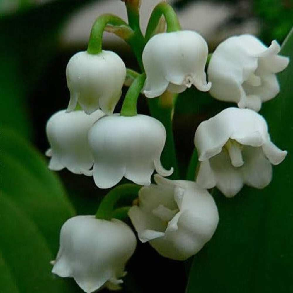 Saponificio Artigianale Fiorentino Lily of the Valley Bar Soap Set 3X200G image number 1