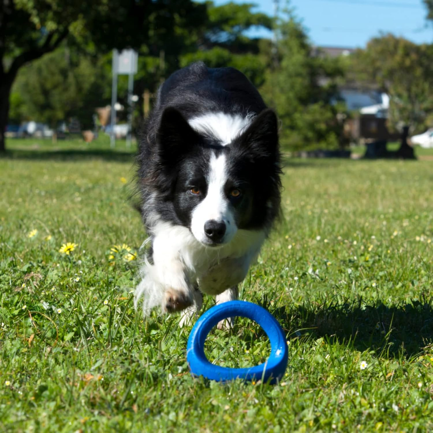 Rogz Pop up Self Righting Flyer Dog Toy Blue Large image number 3