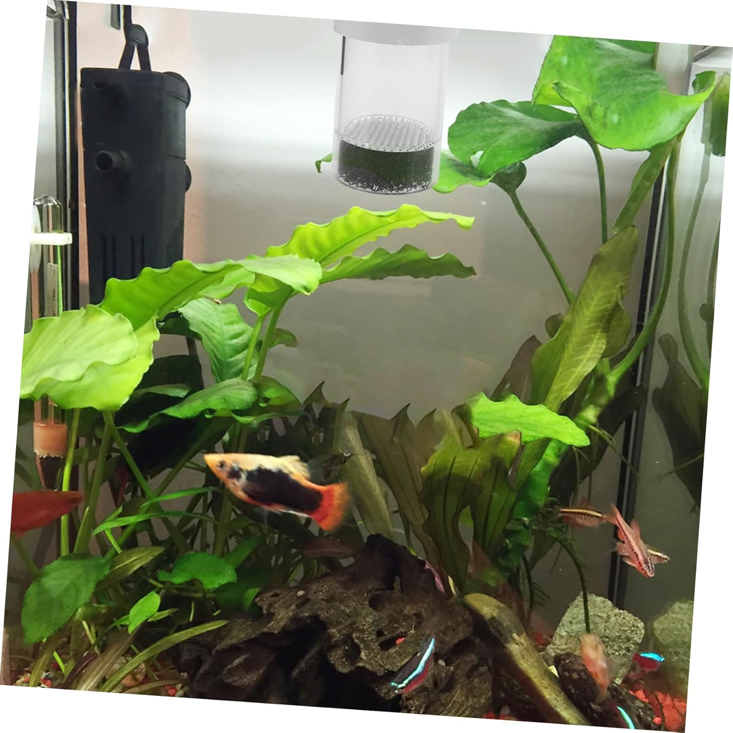 YARNOW Fish Egg Incubator for Aquarium Breeding Cichlids Hatchery Incubator Fish Tank Incubation Box for Breeding Aquatic Pets image number 5