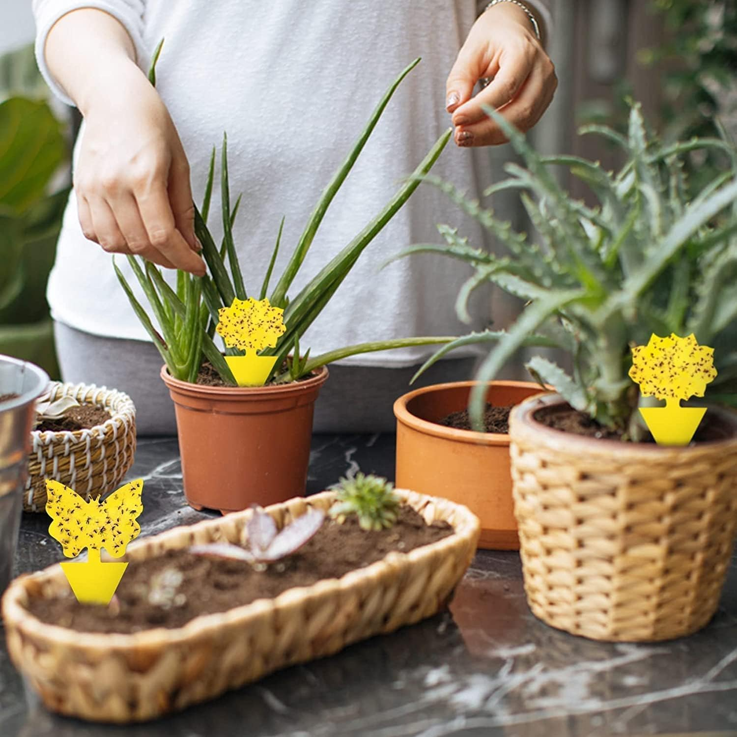 Aieve 54 PCS Sticky Traps, Yellow Dual-Sided Sticky Insect Catcher, Fruit Fly Fungus Gnat Trap Killer with Twist Ties, for Whiteflies Mosquitos Fungus Aphids Leafminers Indoor Outdoor image number 6